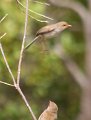 fairy wren 2